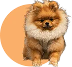 Image Masking Service for Precise Photo Editing